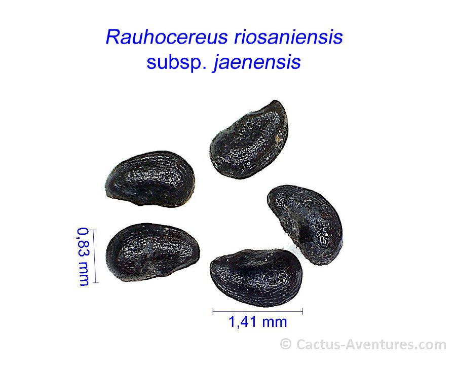 Rauhocereus riosaniensis jaenensis GC